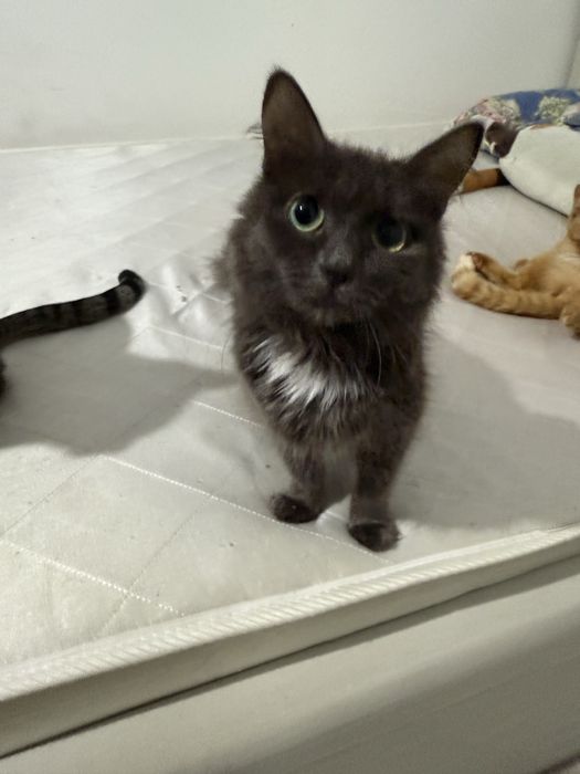 Отдаем котиков СРОЧНО!!!