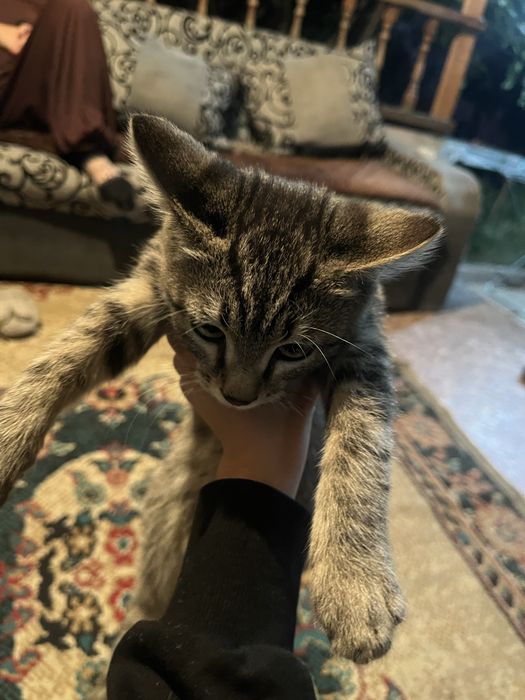 Котенок  бесплатно.