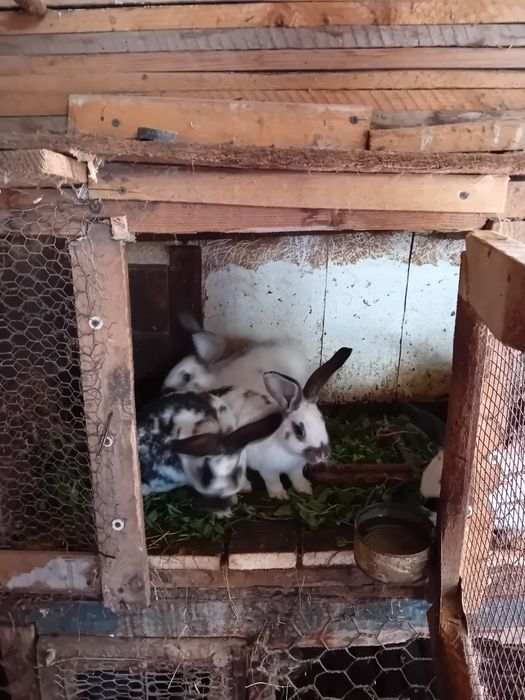 Vând iepuri fluture