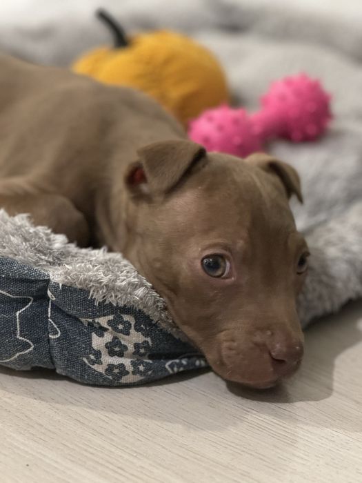 Амстафф девочка, очень милая красивая