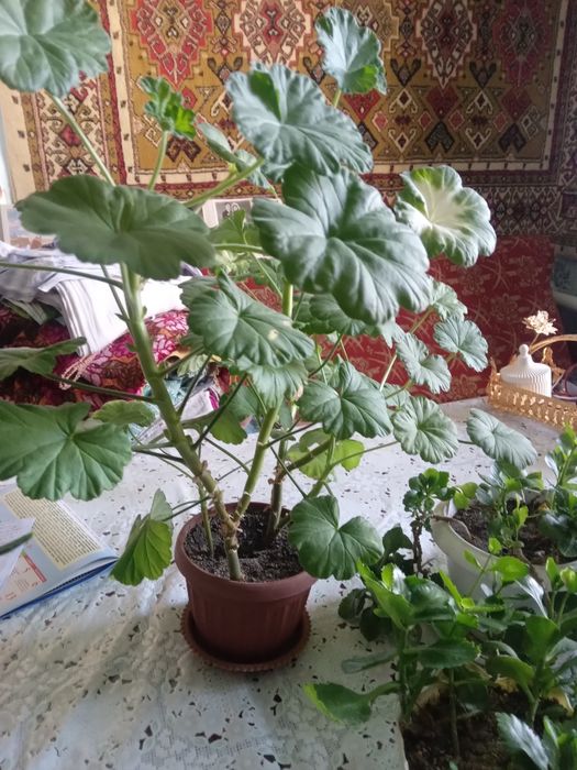 Комнатные цветы разные