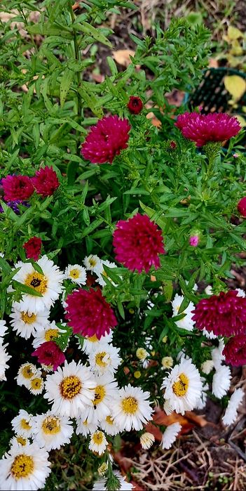 Продам дачу 7.5 соток район телецентра