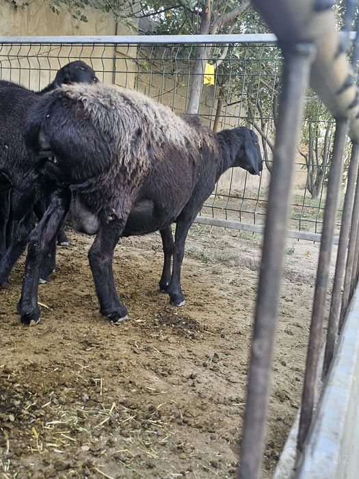 Эгзак Она бола куй