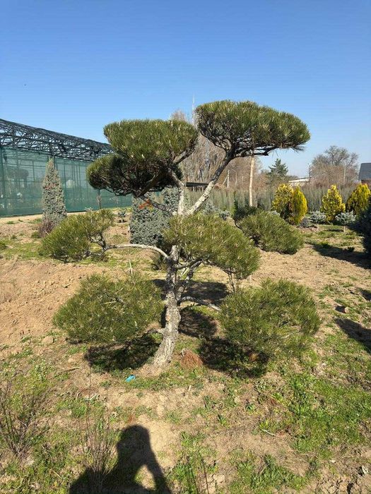 Озеленение территории, Газон ,Ландшафтный дизайн