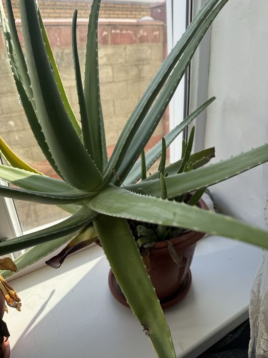 Продам 10ти летнюю алоэ