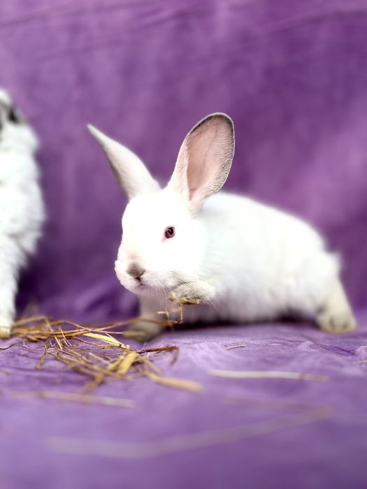 Куйон боллани сотлади 30-45 кунлик