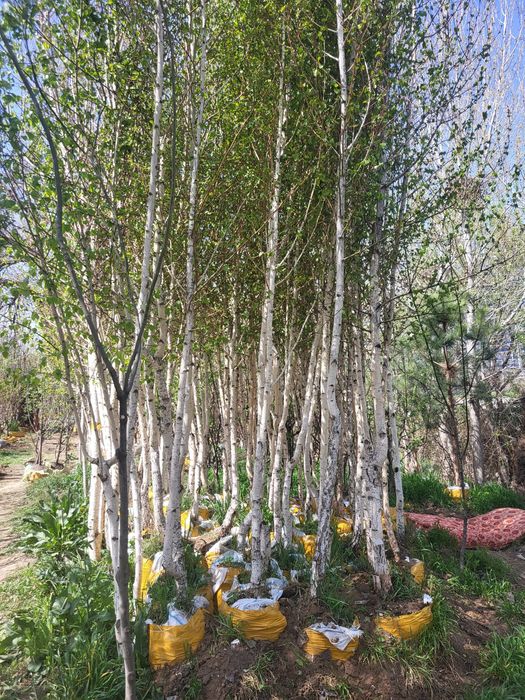 Ели и берёзы (lat betula)