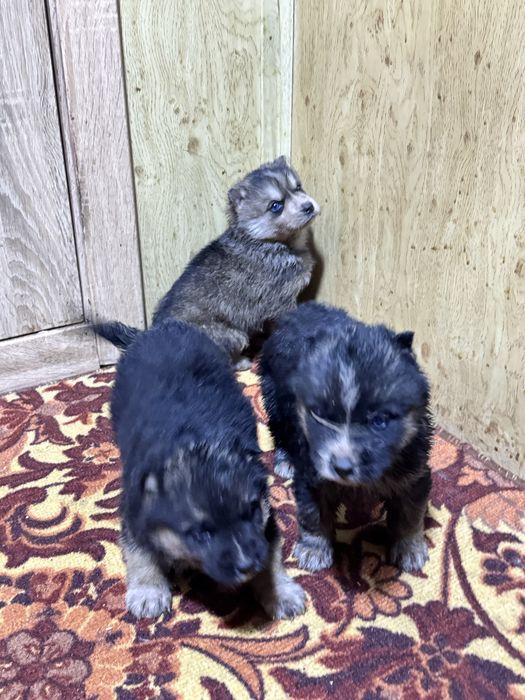 Продам и отдам в хорошие руки щенят