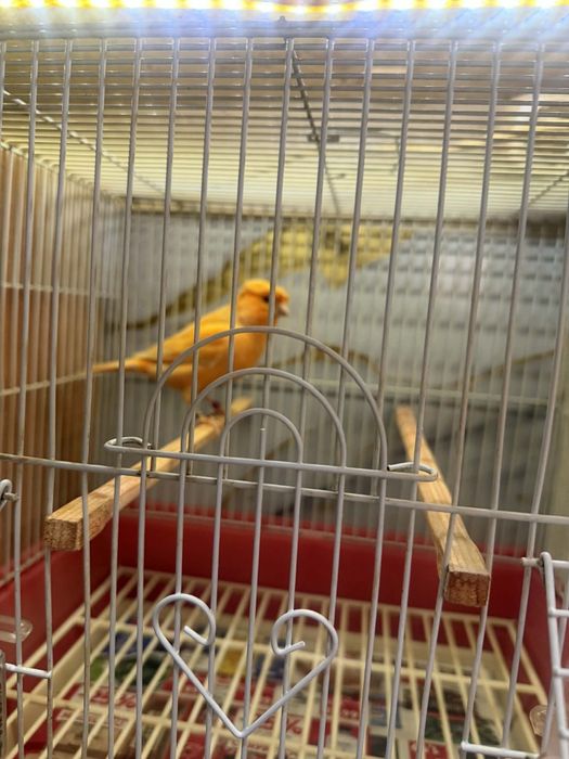 Canari de vînzare inelați la furie 2024 - 2025