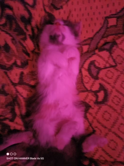 Подарявам котета