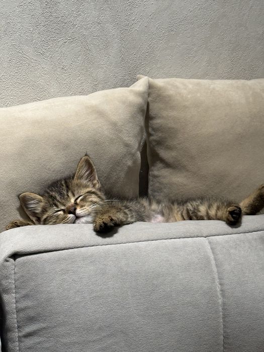 Отдам котят в добрые руки