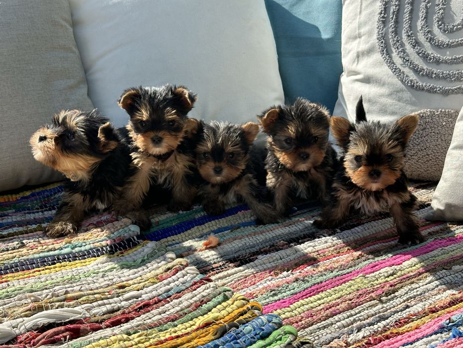Йоркширски териер / Yorkshire Terrier