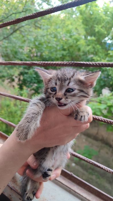 Котятки ребятки в добрый дом, в добрые ручки!!!