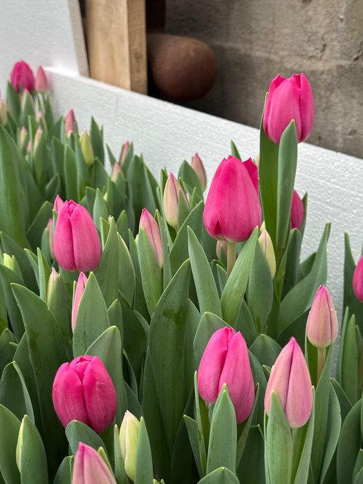 Тюльпаны премиум качества