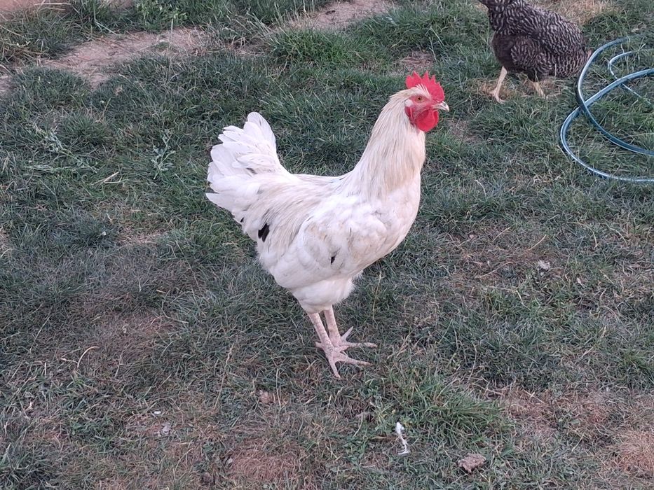 Vand cocos tanar 6 lumi