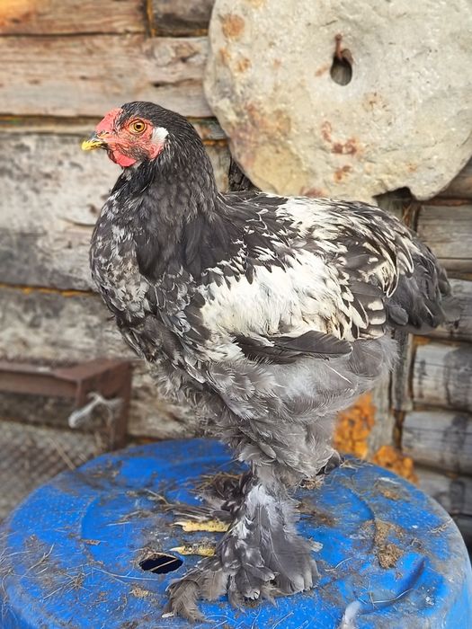 Продам петухов брамы
