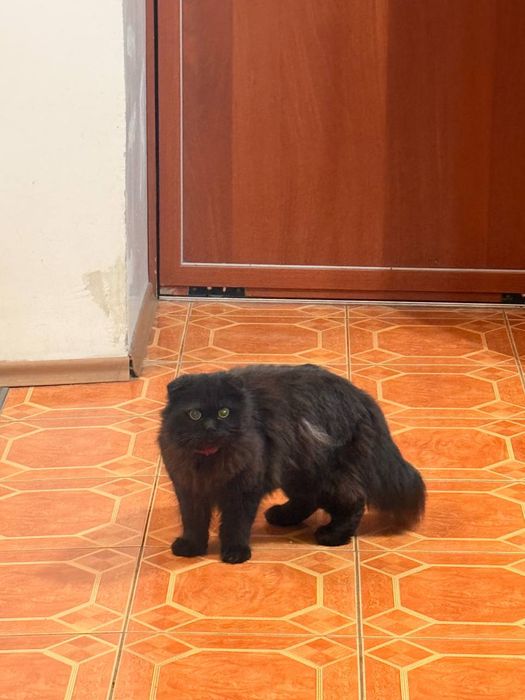 Срочно пристраивается в самые добрые руки вислоухий кот