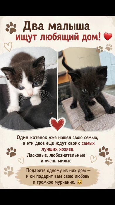 Отдам котят, два мальчика, одна девочка, возраст полтора месяца