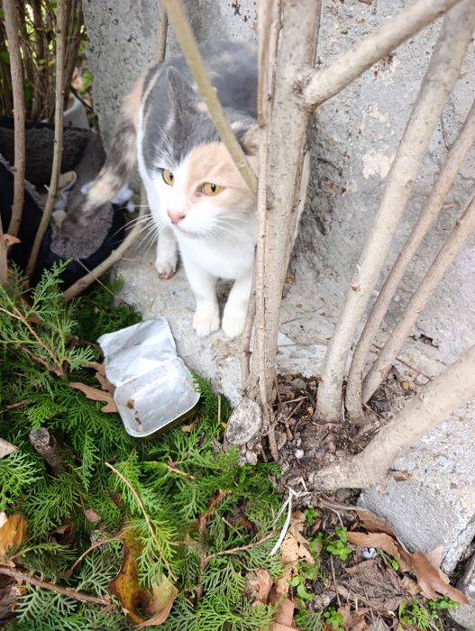 Подарява се коте