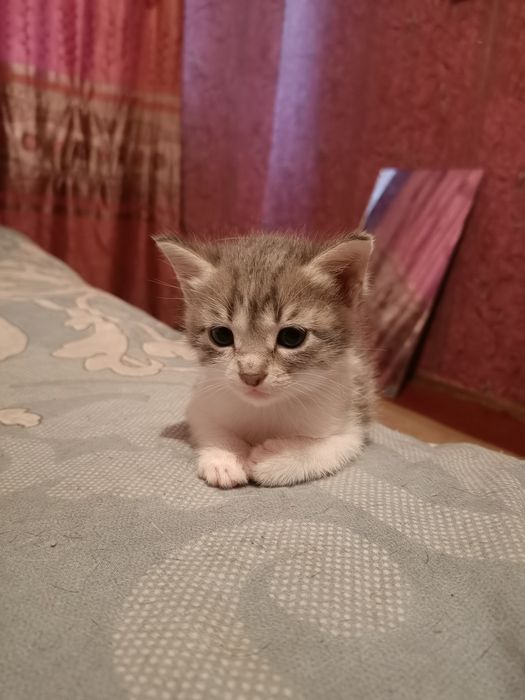 Добрые руки котенек
