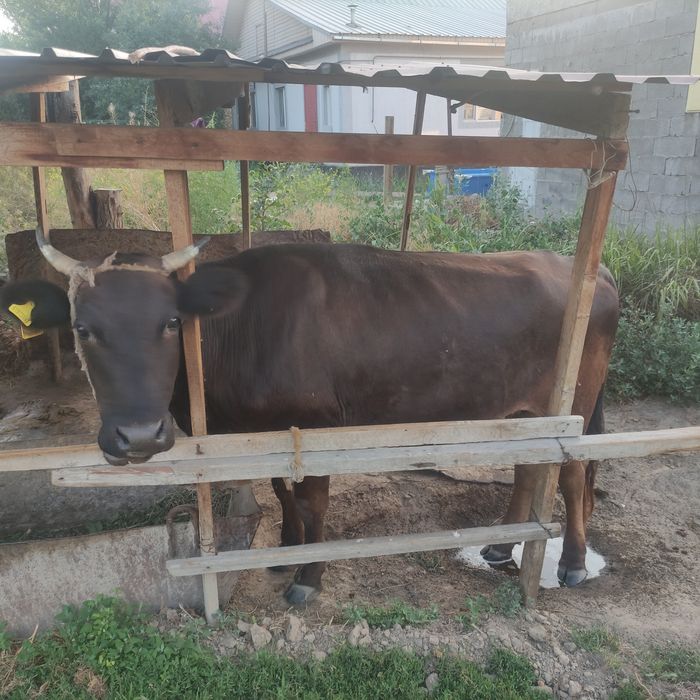 Сийыр 3 жасар мал