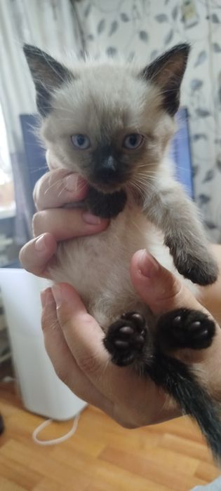 Продам котенка. Полукровка