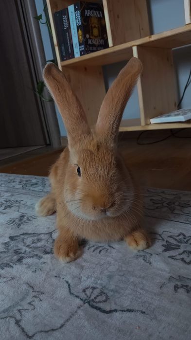 Iepuri urias german galben