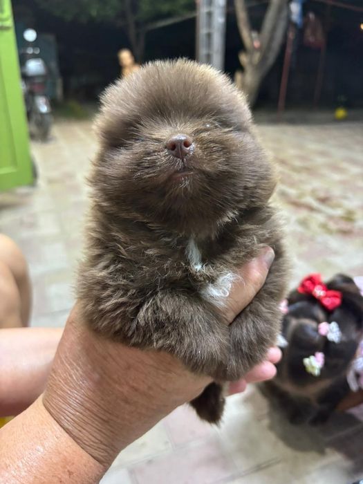 Продам щенков в хорошие руки