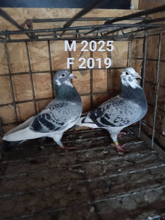 Perechi porumbei voiajori sport