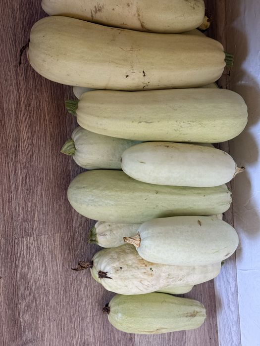 Продам домашние кабачки