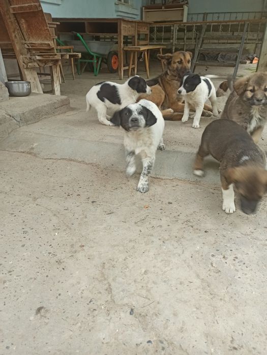 Щенки полупородистые