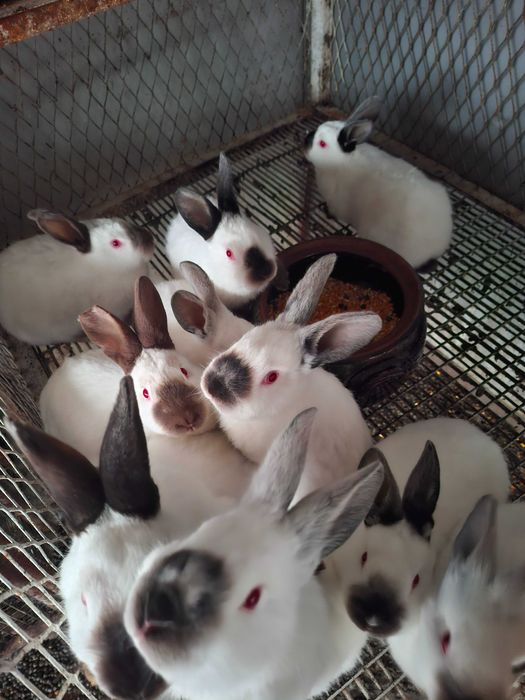 Заици Калифорниици