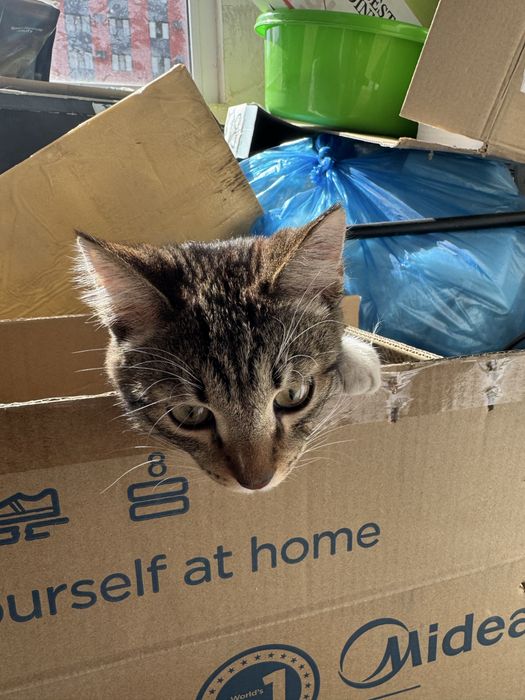 Котенок бесплатно