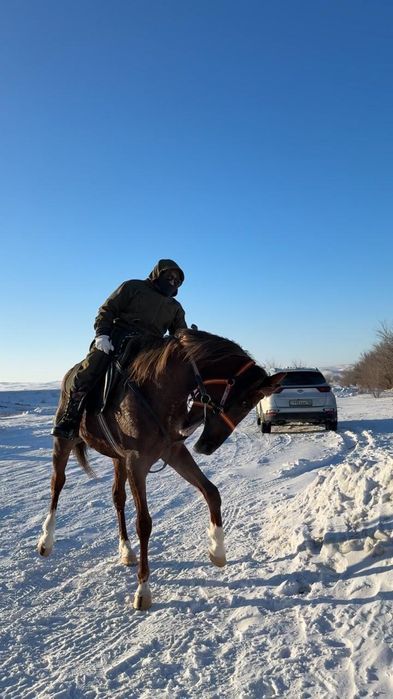 Продам англа араб