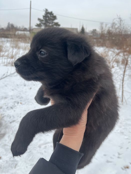 Щенки в добрые руки