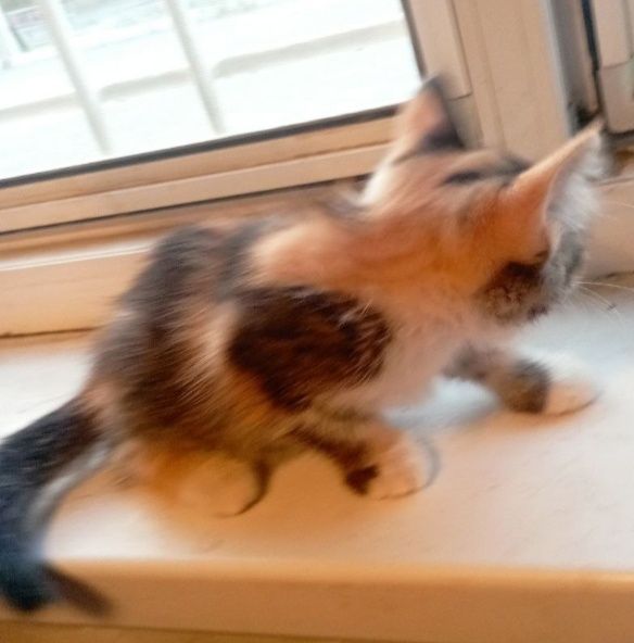 Котята бесплатно