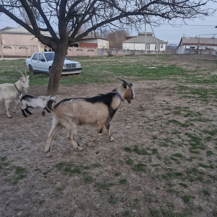 Теке екі жасар. .