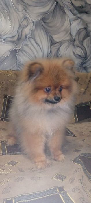 Щенки шпица от шикарных родителей