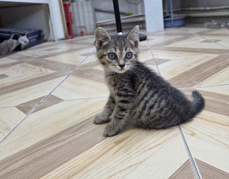 Отдам в добрые руки котёнка