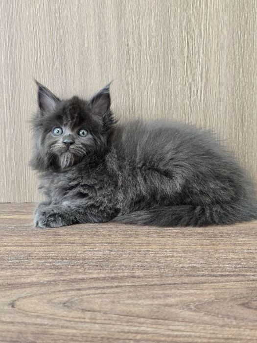 Продается очень красивая полидактивная кошечка Мейн - Кун