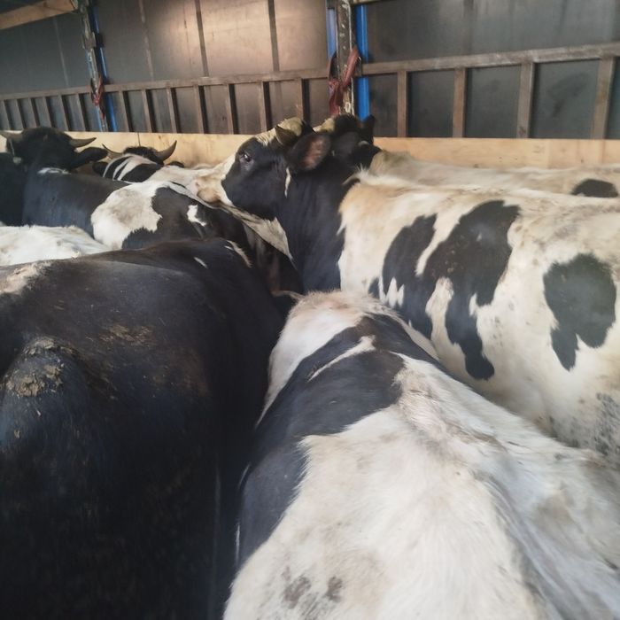 Сут йуналишдаги 5-6-7 ойлик Бугоз гуножинлар 2 ёшликгача