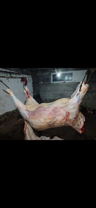 Согым сиыр малы карова продам