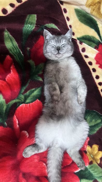 Mushuk zotli scottish strayd