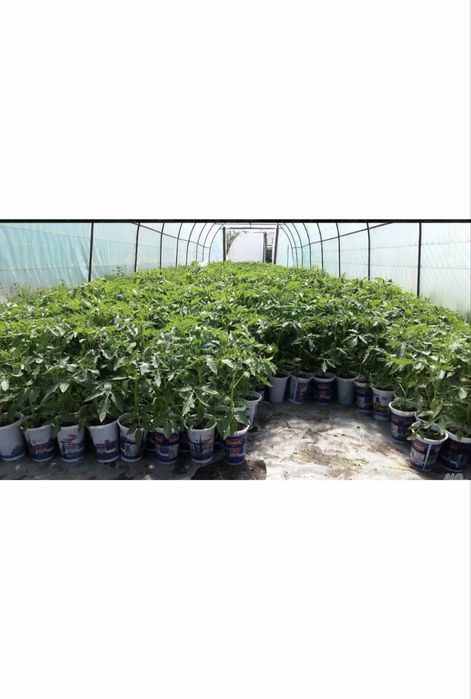 Ранен разсад за домати