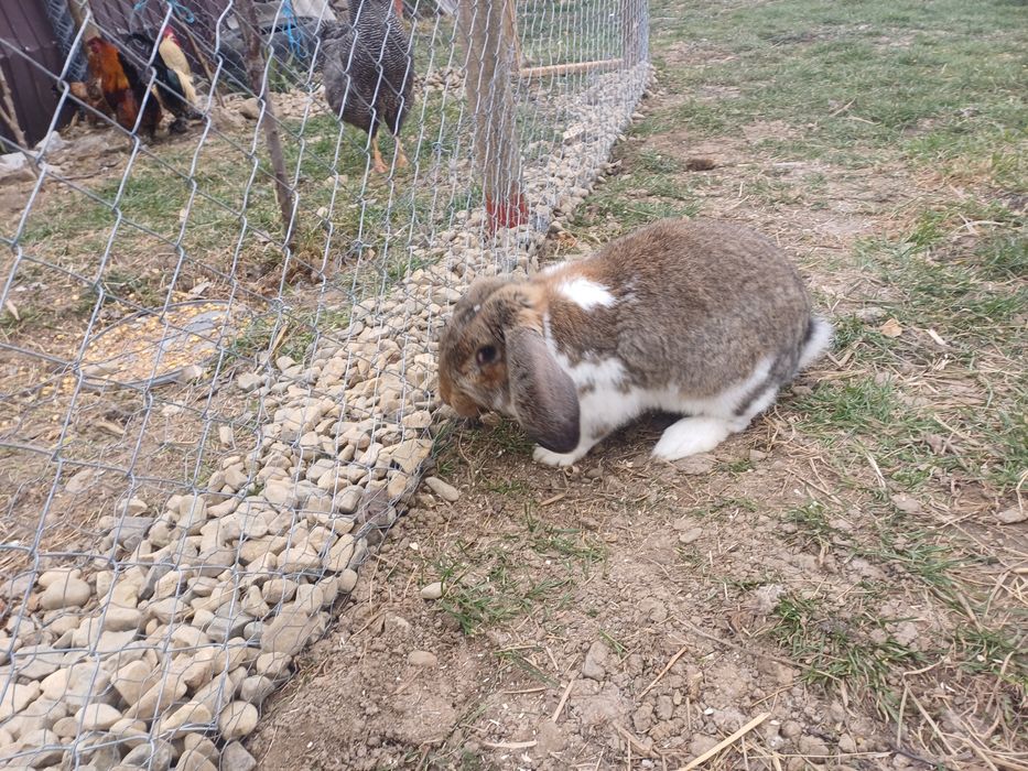 Mascul berbec geramn!