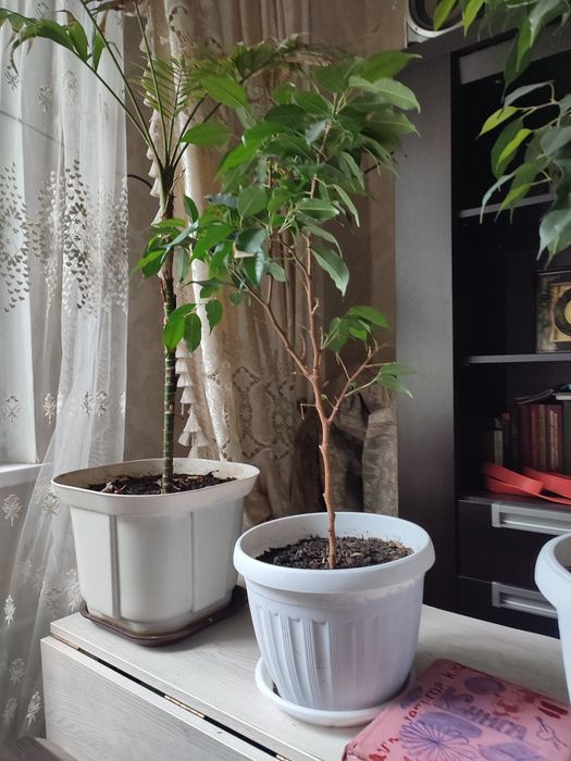 Фикус Бенджамин ағашы