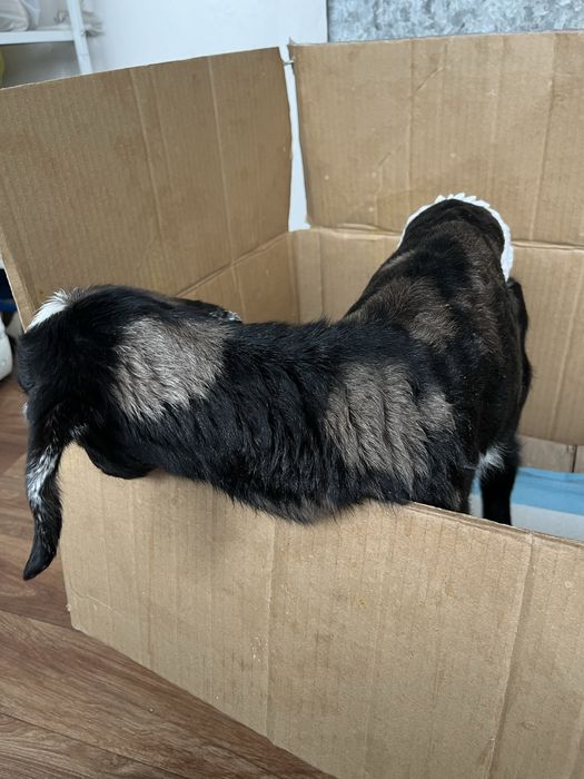 Нубийский козлик