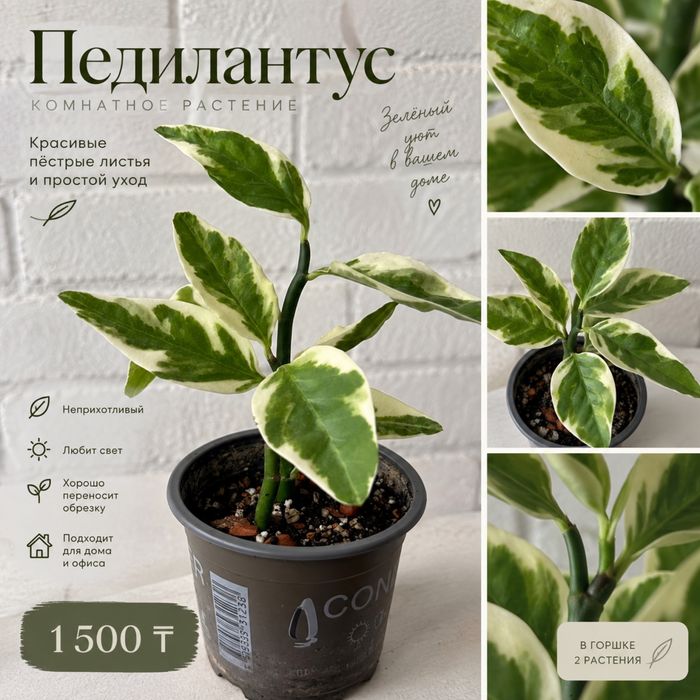 Продам комнатные растения