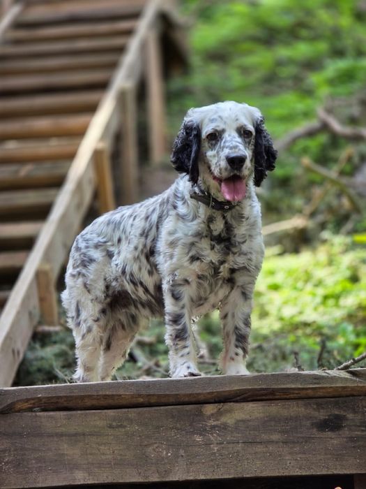 Собака бесплатно.