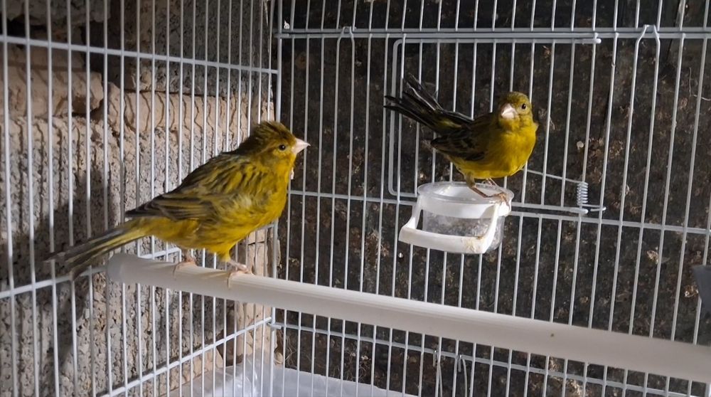 Зелёный дерева пара канарейка сатылады